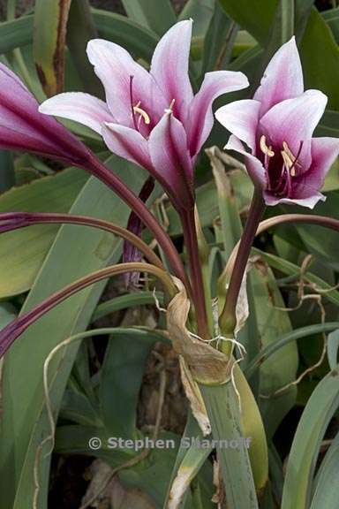 crinum bulbispermum 1 graphic